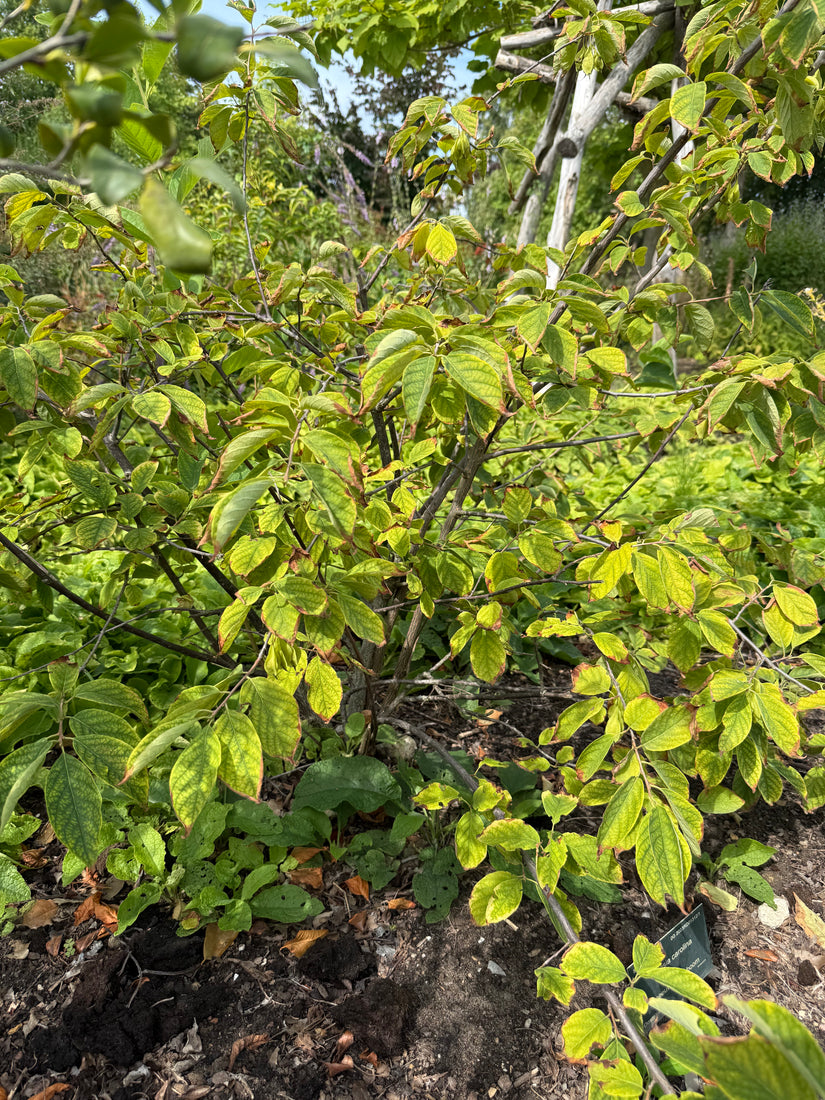 Sneeuwklokjesboom - Halesia carolina