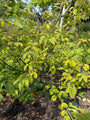 Sneeuwklokjesboom - Halesia carolina