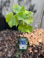 Biologische Druif (wit) - Vitis Boskoop Glory