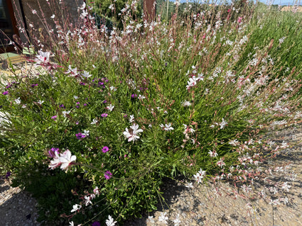 Biologisch Prachtkaars - Gaura lindheimeri. 'Whirling Butterflies'