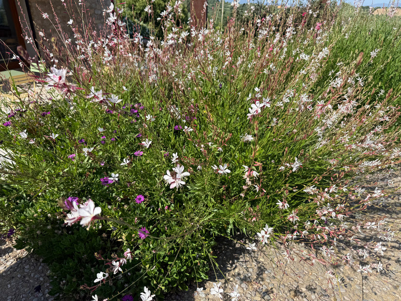 Biologisch Prachtkaars - Gaura lindheimeri. 'Whirling Butterflies'