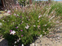 Biologisch Prachtkaars - Gaura lindheimeri. 'Whirling Butterflies'
