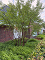 Tibetaanse sierkers - Prunus serrula meerstammig