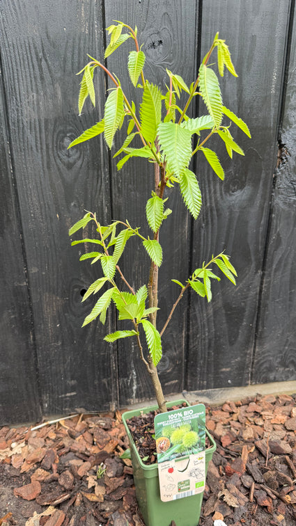 Meerstammige Tamme Kastanje (snel vruchtdragend) - Castanea Sativa bio