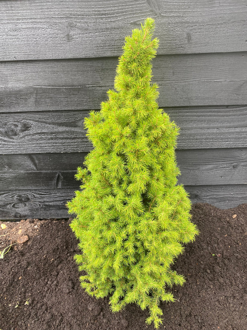 Canadese spar - Picea glauca 'Conica' - Compacte minikerstboom