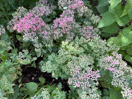 Vetkruid - Sedum spectabile 'Septemberglut'
