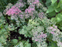 Vetkruid - Sedum spectabile 'Septemberglut'
