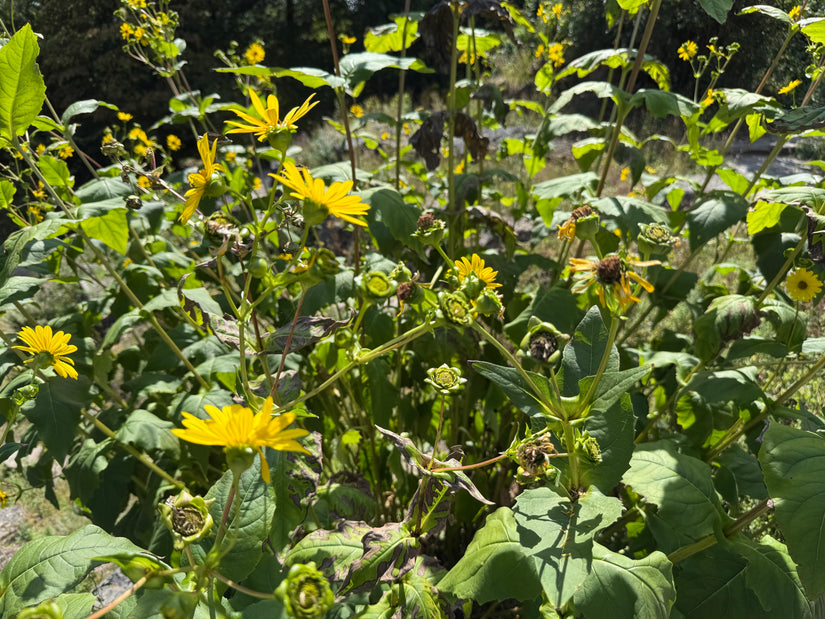 Zonnekroon - Silphium perfoliatum