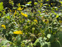 Zonnekroon - Silphium perfoliatum