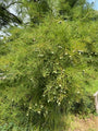 Moerascipres - Taxodium distichum