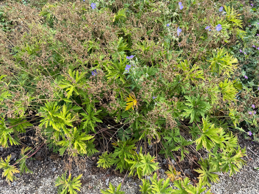 Beemdooievaarsbek - Geranium pratense