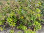 Beemdooievaarsbek - Geranium pratense
