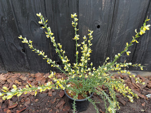 30-40 cm, C2