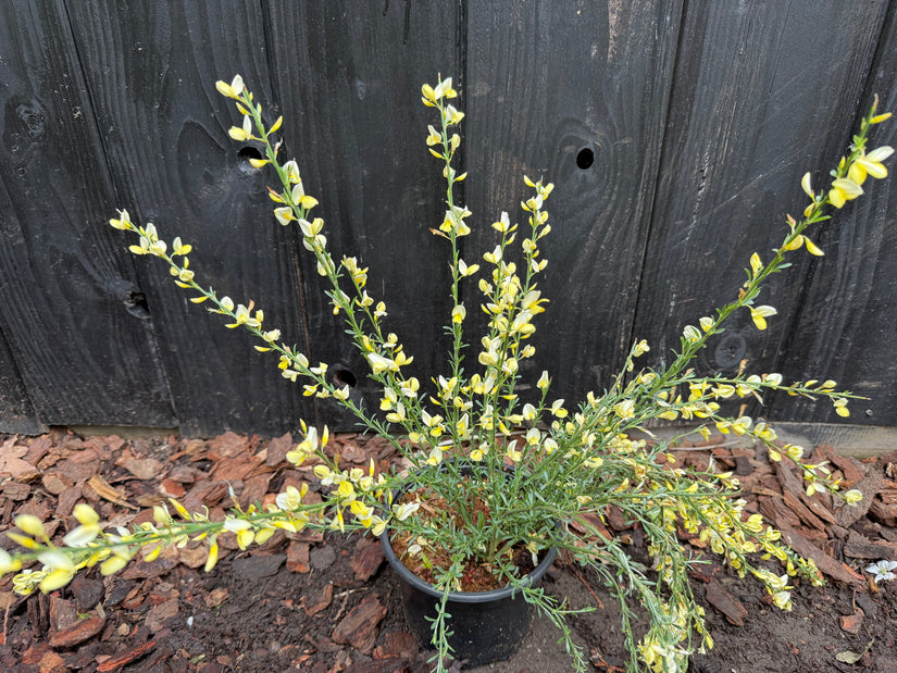 Brem (Inheems) - Cytisus praecox TIP