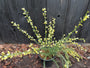 Brem (Inheems) - Cytisus praecox TIP