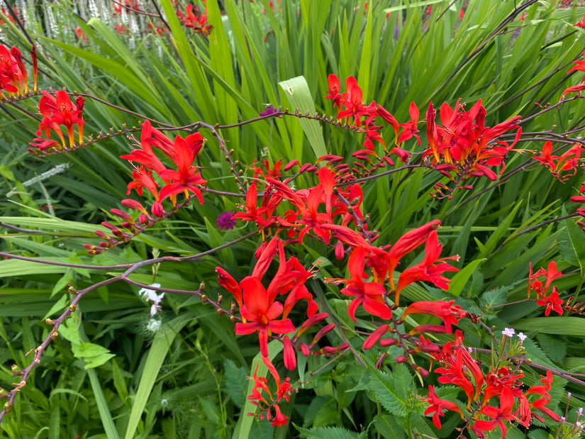 Montbretia - Crocosmia 'Lucifer' TIP