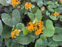 Kruiskruid - Ligularia dentata 'Othello'