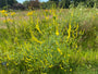 Bloemenmengsel voor vlinders en andere nuttige insecten - 125 gram bloemenzaad