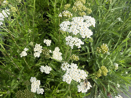 Gewoon duizendblad - Achillea millefolium 'White Beauty'