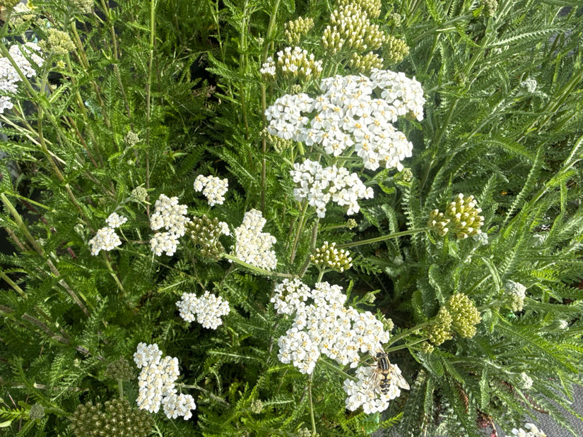 Gewoon duizendblad - Achillea millefolium 'White Beauty'