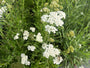 Gewoon duizendblad - Achillea millefolium 'White Beauty'