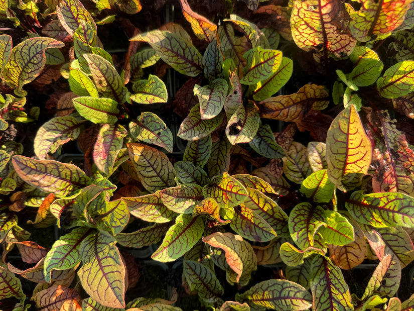 Bloedzuring - Rumex sanquineus
