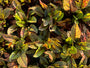 Bloedzuring - Rumex sanquineus
