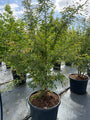 Sierkers (wit/lichtroze) - Prunus 'The Bride'