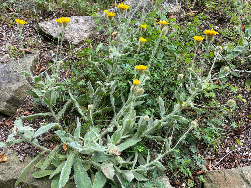 Havikskruid - Hieracium villosum