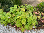 Ooievaarsbek - Geranium macrorrhizum 'Ingwersen's Variety'