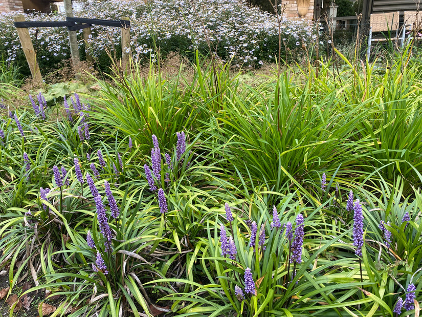 Leliegras - Liriope muscari 'Ingwersen'