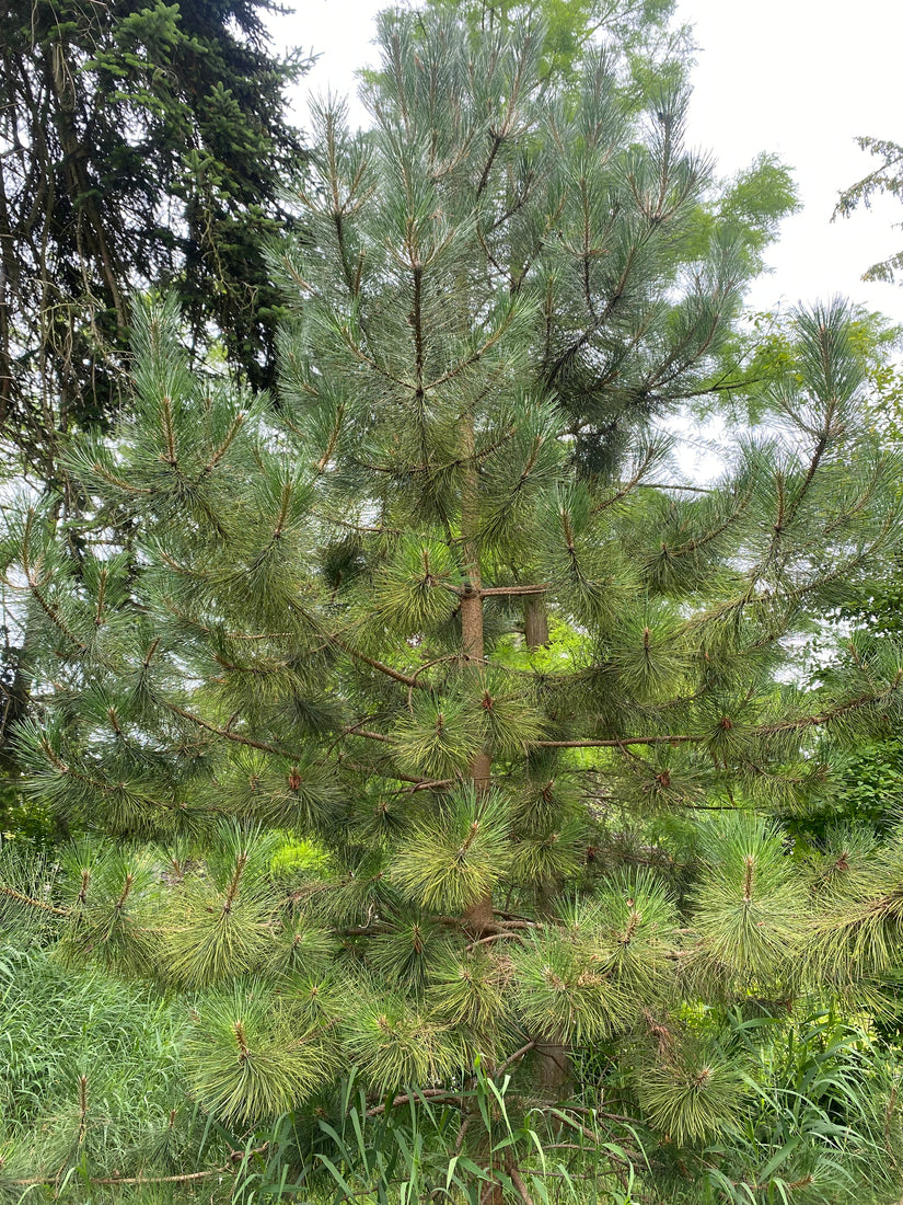 Zwarte den - Pinus nigra 'Nigra'