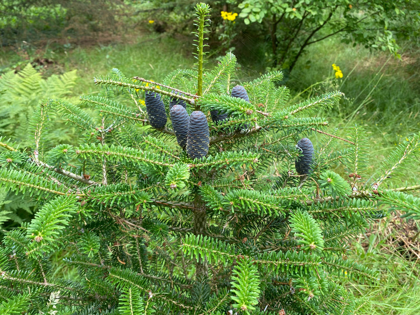 Pacifische zilverspar - Abies amabilis 'Spreading Star'