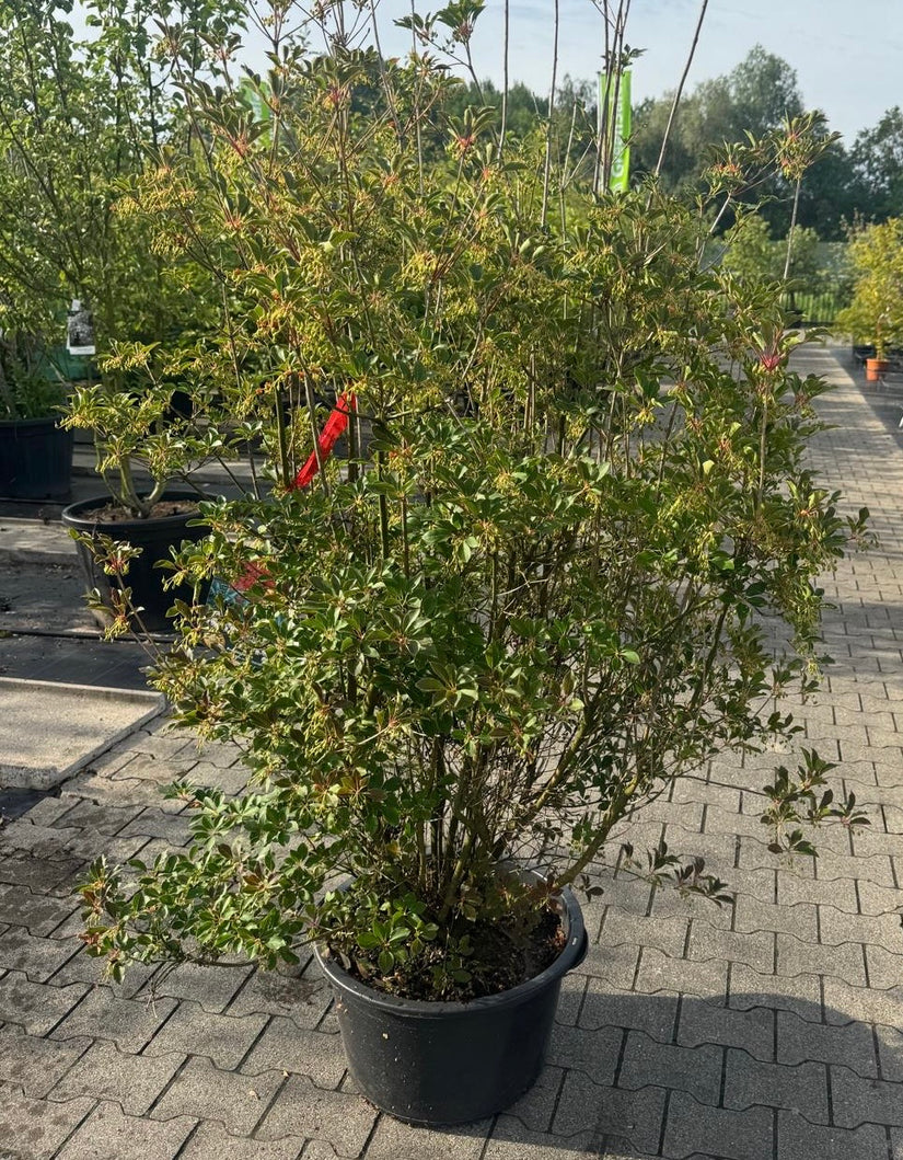 Pronkklokje - Enkianthus campanulatus