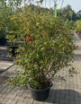 Pronkklokje - Enkianthus campanulatus