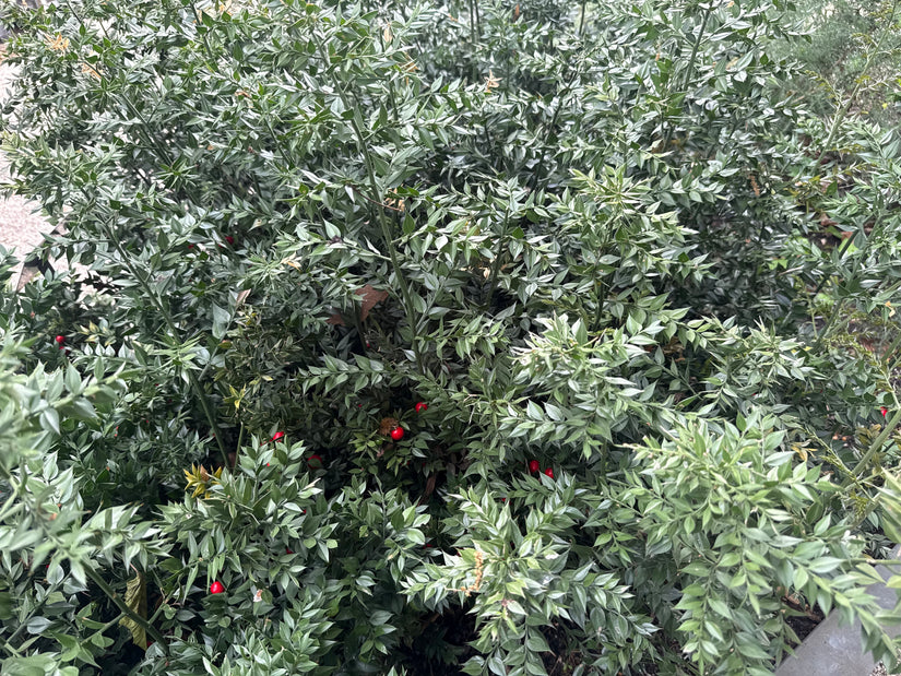 Muizedoorn - Ruscus aculeatus