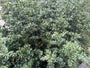 Muizedoorn - Ruscus aculeatus
