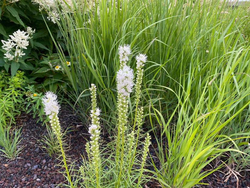 Knopige slangenwortel / Lampenpoetser - Liatris spicata 'Alba'