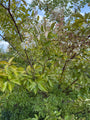 Indische sering - Lagerstroemia 'Natchez'