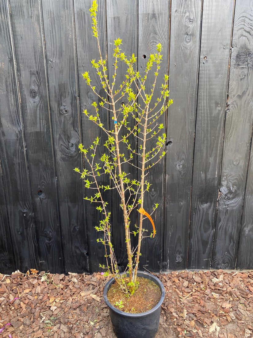Meloenboompje - Chimonanthus praecox (Winterzoet)