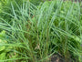 Prachtriet - Miscanthus sinensis 'Ferner Osten'