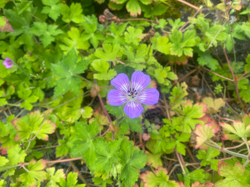 Ooievaarsbek - Geranium wallichianum 'Buxton's Variety'