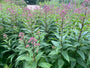 Purper leverkruid (Koninginnekruid, 50 cm) - Eupatorium purpureum