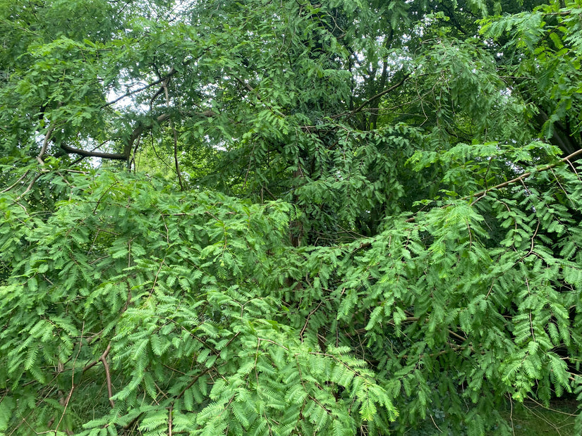 Watercipres - Metasequoia glyptostroboides