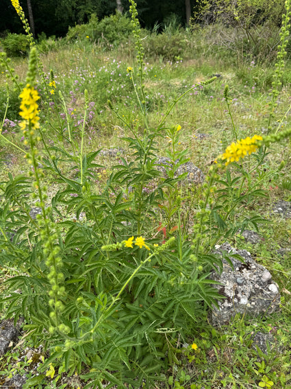 Gewone Agrimonie - Agrimonia eupatoria
