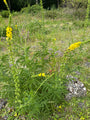 Gewone Agrimonie - Agrimonia eupatoria
