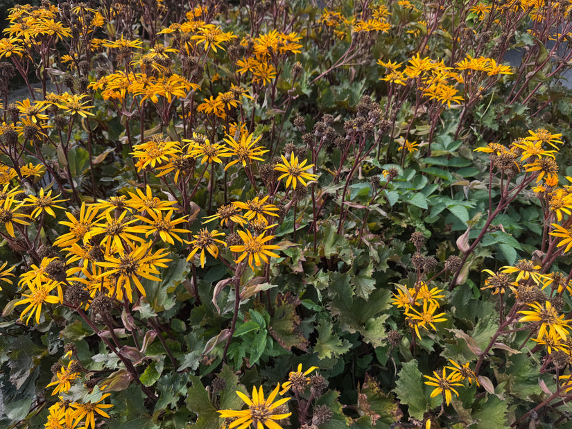 Kruiskruid - Ligularia dentata 'Desdemona'