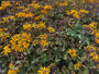 Kruiskruid - Ligularia dentata 'Desdemona'