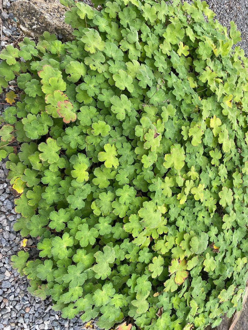 Ooievaarsbek - Geranium renardii