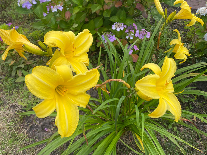 Daglelie (Gele) - Hemerocallis 'Green Flutter'